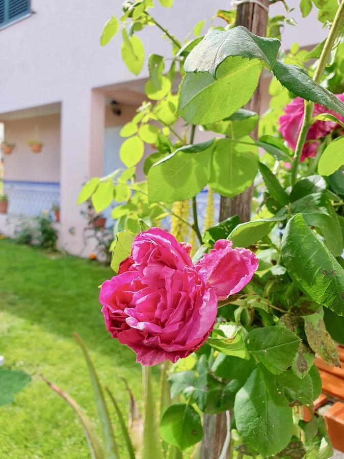 Rosinha Country House Vale de Cambra Ngoại thất bức ảnh